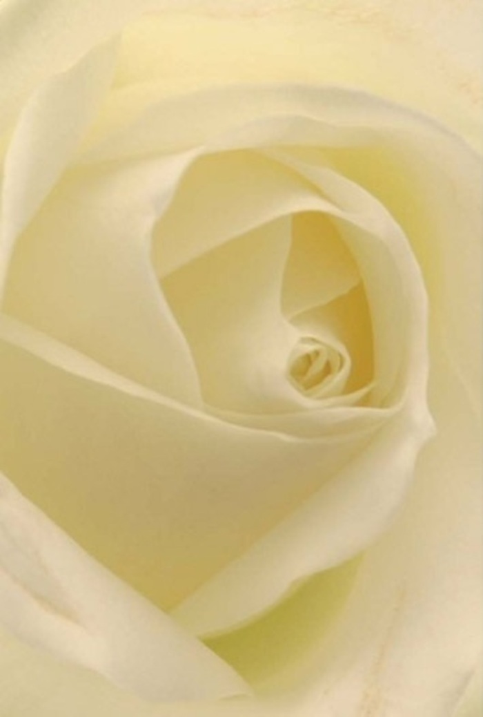 Drawn in close to this singular white rose, the eye marvels at the harmonious interplay of creamy, softly layered petals, each one illuminated by the gentle daylight often found near Great Bookham's village greens. The outermost petals present a luminous, pearly quality, their fine textures reminiscent of silk or frosted glass. Subtle graduations from pale ivory to creamy yellow wind gracefully towards the flower's heart, where the spiral core stands as a quiet testament to resilience and natural artistry. The mood is one of peaceful reflection, echoing the serene pathways and quiet gardens dotted around Bookham Common. For heartfelt occasions-be it a loving tribute, sincere apology, or the centrepiece of an elegant gathering-the rose offers a sense of understated opulence. The suggestion of a fresh, barely sweet fragrance lingers, evocative of blooms gathered early from a local florist's morning delivery. Each detail reflects the careful attention of skilled florists in Great Bookham, who understand that a single rose can embody layers of emotion and memory, providing comfort and eloquence for any meaningful moment shared among the community.